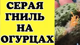 Поймали серую гниль на огурцах.