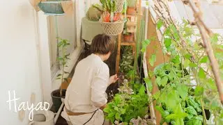 My Balcony Vegetable Garden in Small Space