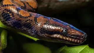 Boa arcoíris (Epicrates Cenchira)