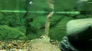Трионикс - мягкотелая черепаха, умеющая дышать в воде...