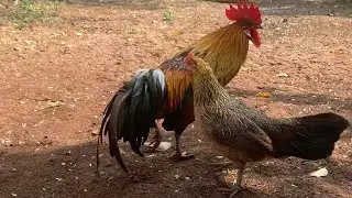 Wild chickens live with domestic chickens / wild chickens Green forest life