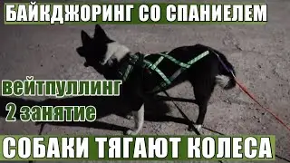 С Мисси заделываем дыры в заборе. Велопрогулка со спаниелем и вейпулинг с лайками