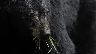 r/NoSleep - The Black Lake Bear & The Cost of Living