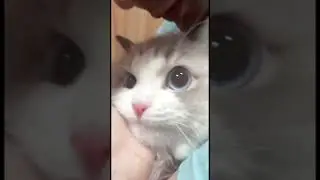 Котики.  Часть 10