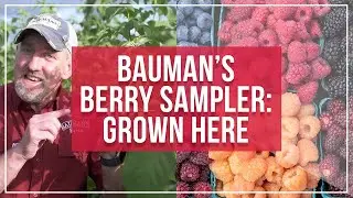 Bauman's Berry Sampler: Grown Here at the Farm