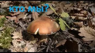 ШкБио: Грибы-Лишайники- Мхи ( сравнительный обзор)