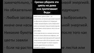 Срочно уберите эти цветы из дома они притягивают беды. Цветы вампиры