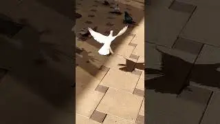 Голуби Русланбека! Чечня.
