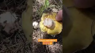Хорошый маслёнок? 
