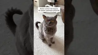 Gözler her zaman üzerimde👀 #shortvideo #cat #catlife #youtubeshorts