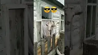 Здарова бандиты ...