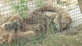 Мариупольский лев Самсон блаженствует в парке львов 
