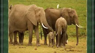 Wilde Dieren in Afrika