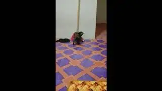 video kucing lucu part2
