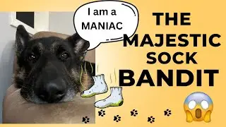 HILARIOUS! German Shepherd THIEF: The Tale of the Great Sock Heist! 😆