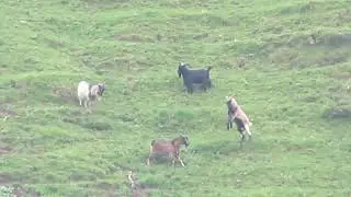 28 Nosler long range hunting - 902 yard goat kill shot