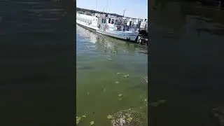 Jezero Wannsee v Berlinu
