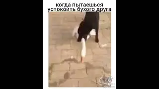 когда пытаешься успокоить духого друга