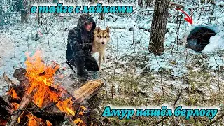 В тайгу с лайками Амур нашёл берлогу