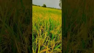lo ho gai taiyar