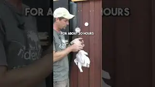 Smoking pasture-raised chickens #shorts