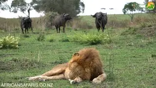 Sleeping-lion-1920x1080-high.mp4