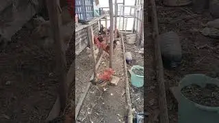 Убираем петухов🐓🐔🐓🤗🙏