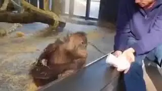 Прикол с обьязяной