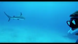 Snorkeling and Freediving with Sharks