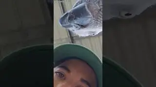 Tomfoolery with the parrots 🦜 
