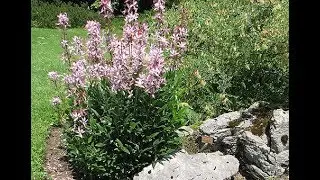 Ясенец или Купина неопалимая
