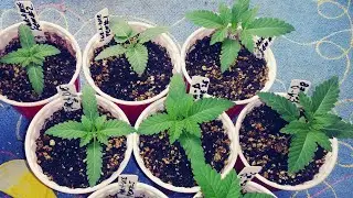 When do you start feeding your cannabis plants nutrients ? viewer question answered. 