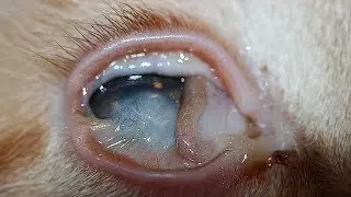 Самые странные и необычные глаза в мире