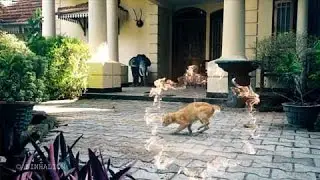 Teleporting Cat