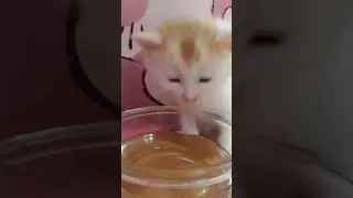 Cat compilation part 1 #cat #catmemes #compilation #humor #catshorts