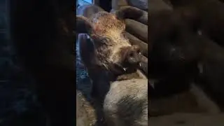 свинья пришла в охоту# случка свиней#