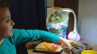 Как вырастить лимон из косточки 🍋🍋🍋
