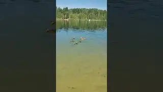 #Волкуша