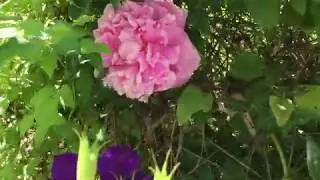 2020.06.14 Flower Garden Update Tour: Featuring Peonies and Climbing Hydrangea
