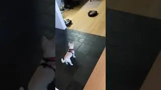 Zuma Meets Her New Roommate