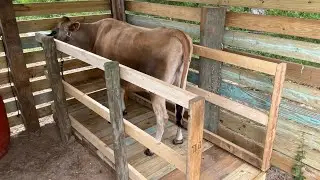 Building a wood milking stanchion for our cow