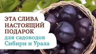 «Любинария» — слива для суровых условий выращивания