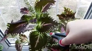 Осенняя обрезка колеуса!