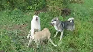 СОБАКИ СХОДЯТ С УМА!!!