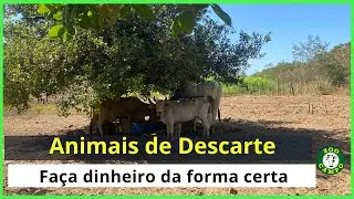 Como descartar animais de forma inteligente.