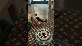 Meau 🐈‍⬛🐄#shorts #tiktok #funny