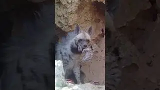 THE STORY OF STRIPED HYENA WITH ITS CUBBLE IN ITS MOUTH! ⁠ @TEDx