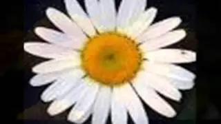 Kansas City Daisy