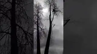 пилим двойную липу