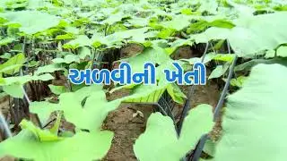 Cultivation of colocasia (અળવીની ખેતી)